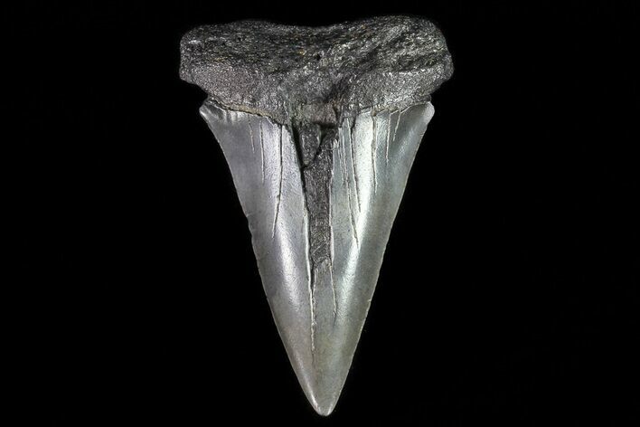 Large, Fossil Mako Shark Tooth - Georgia #75108